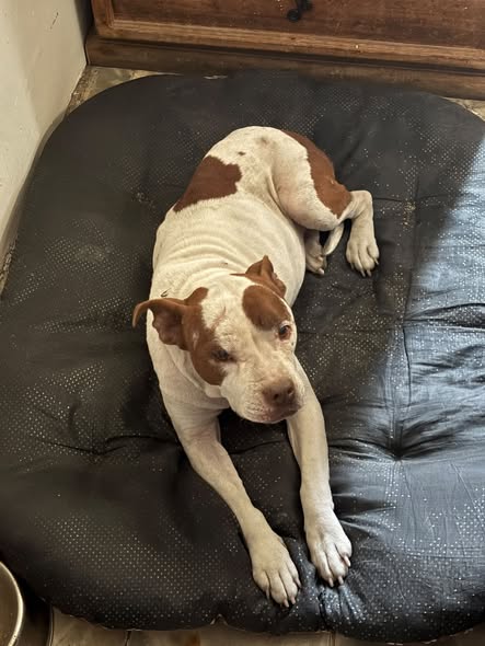 Foto del avistamiento de perro