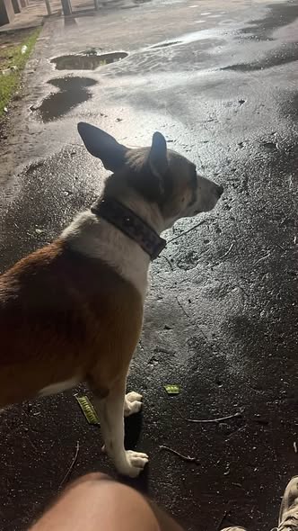 Foto del avistamiento de perro