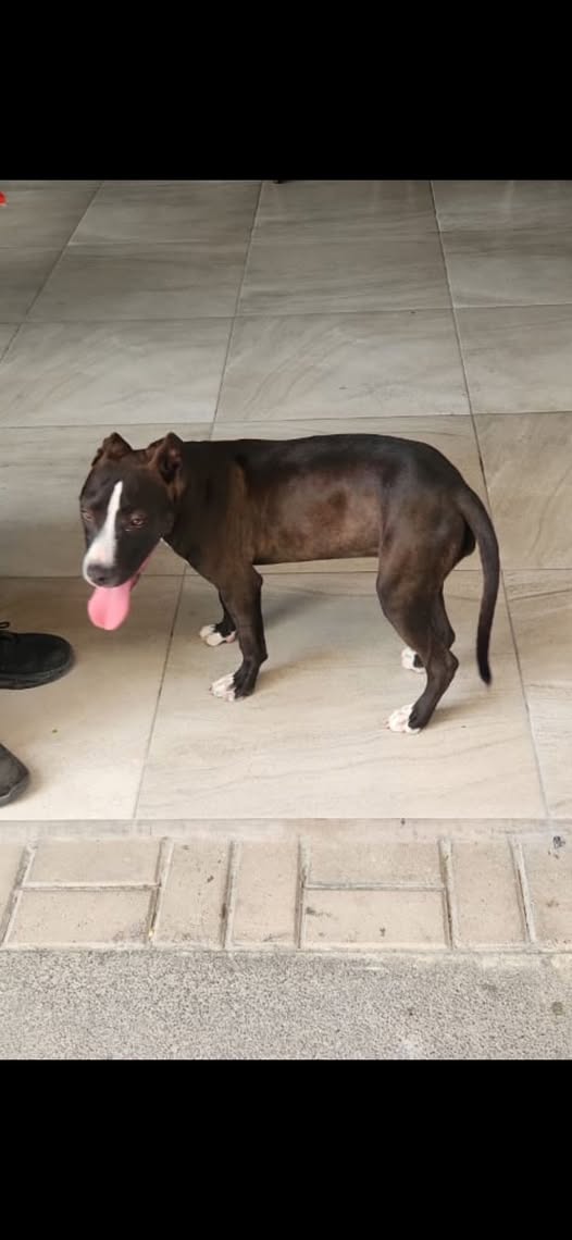 Foto del avistamiento de perro