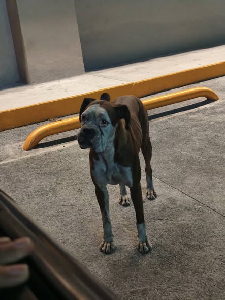 Dog sighting photo