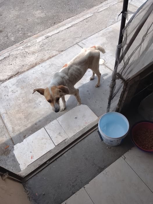 Dog sighting photo