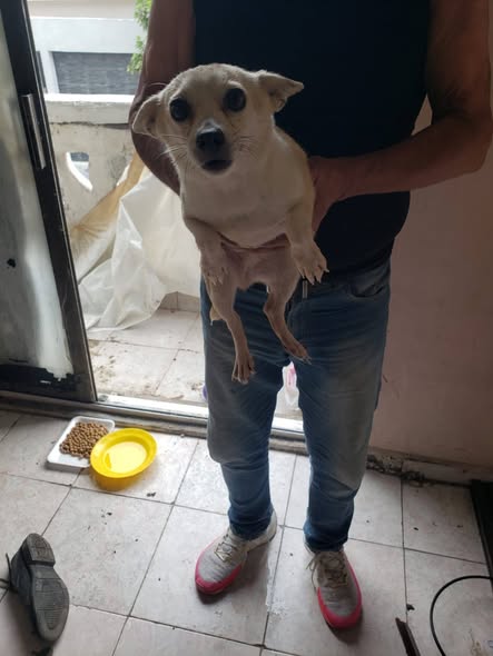 Foto del avistamiento de perro