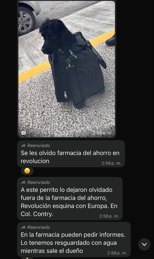 Foto del avistamiento de perro