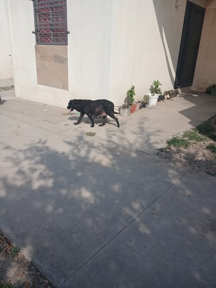 Dog sighting photo