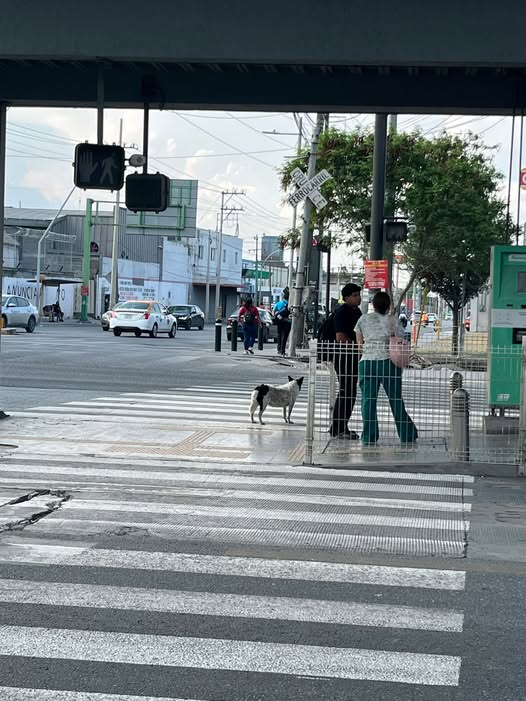 Dog sighting photo