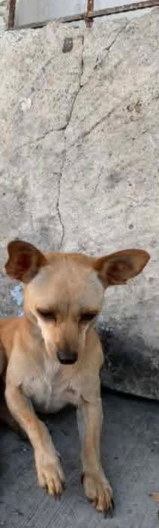 Dog sighting photo
