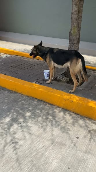 Foto del avistamiento de perro