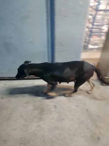 Foto del avistamiento de perro