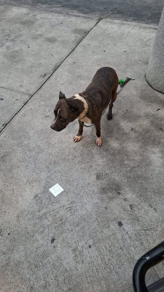 Dog sighting photo