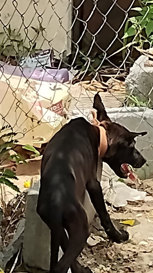 Foto del avistamiento de perro