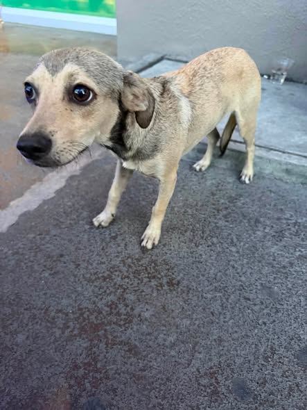 Dog sighting photo