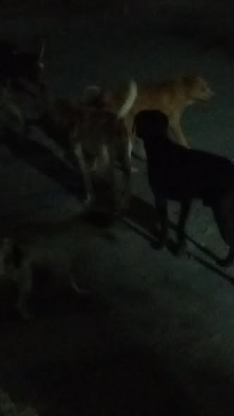 Dog sighting photo