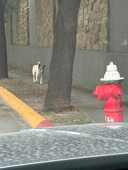 Dog sighting photo