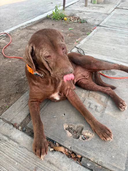 Foto del avistamiento de perro