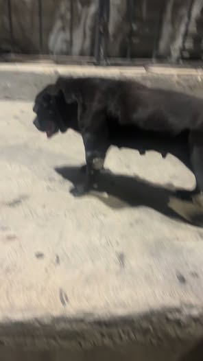 Dog sighting photo