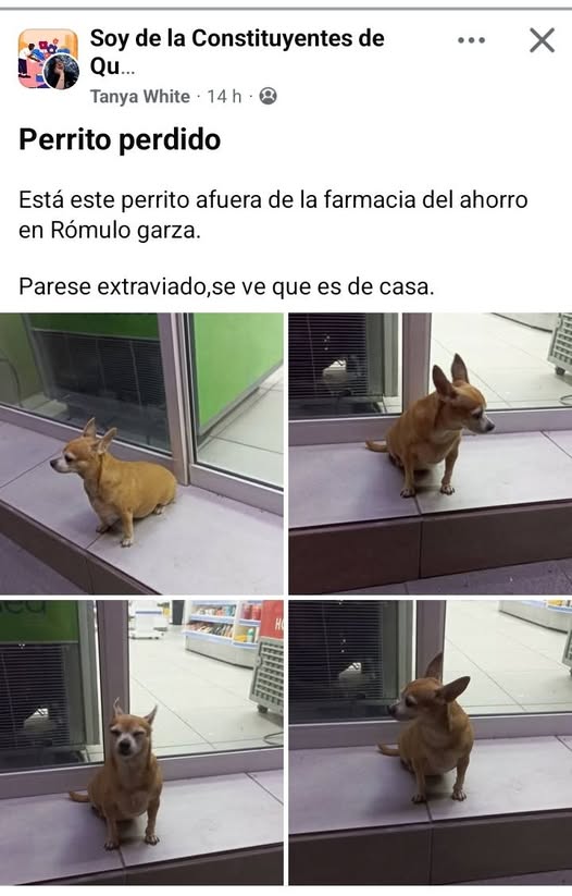 Foto del avistamiento de perro