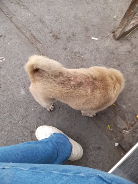 Foto del avistamiento de perro