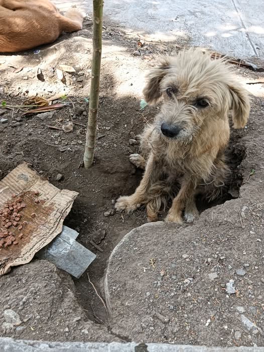 Foto del avistamiento de perro