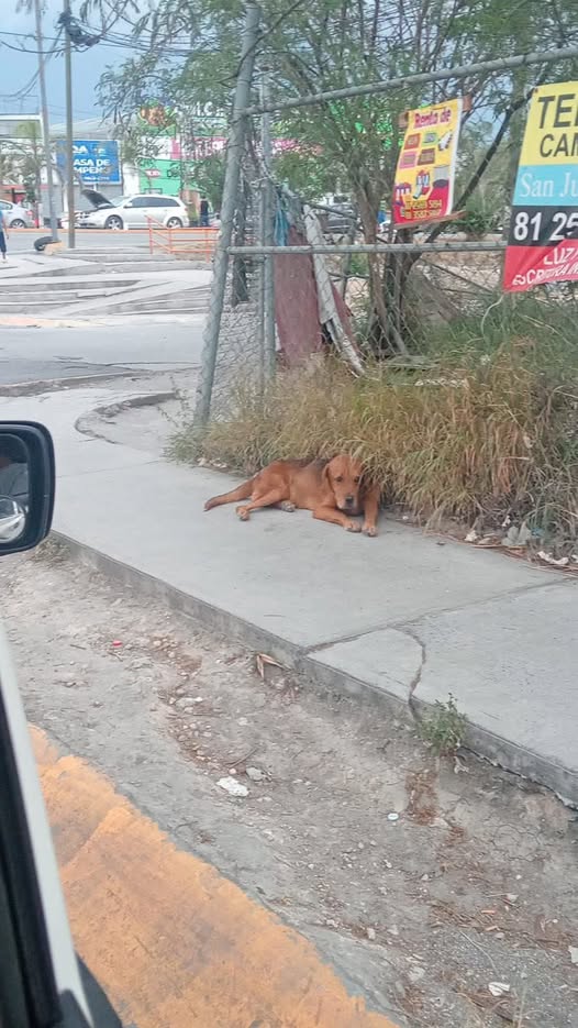 Dog sighting photo