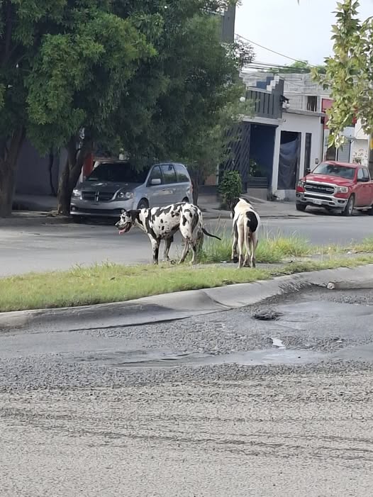 Dog sighting photo