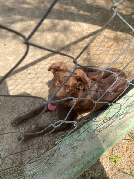 Dog sighting photo