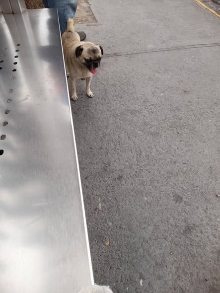 Dog sighting photo