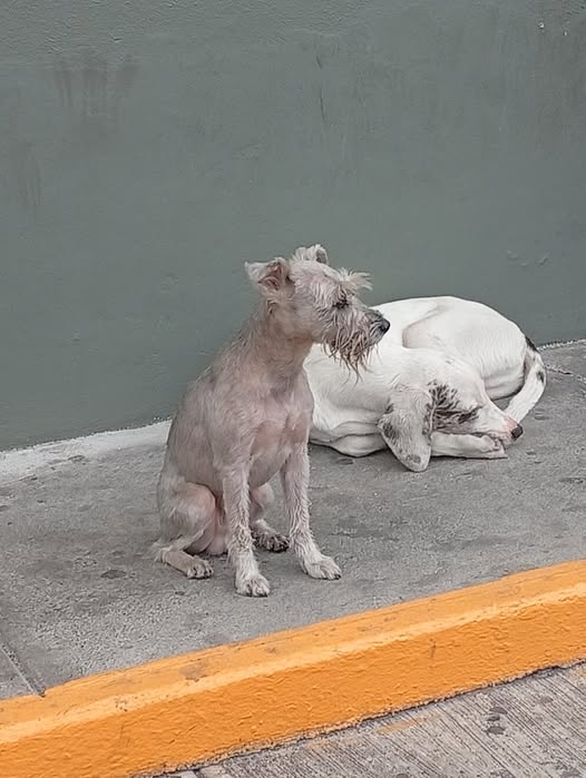 Dog sighting photo