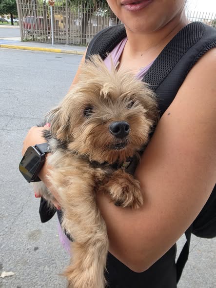 Dog sighting photo