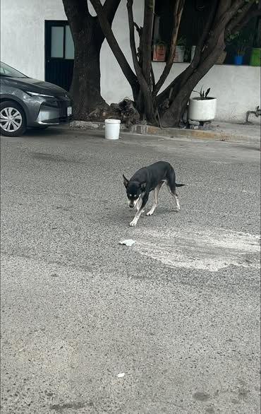Foto del avistamiento de perro