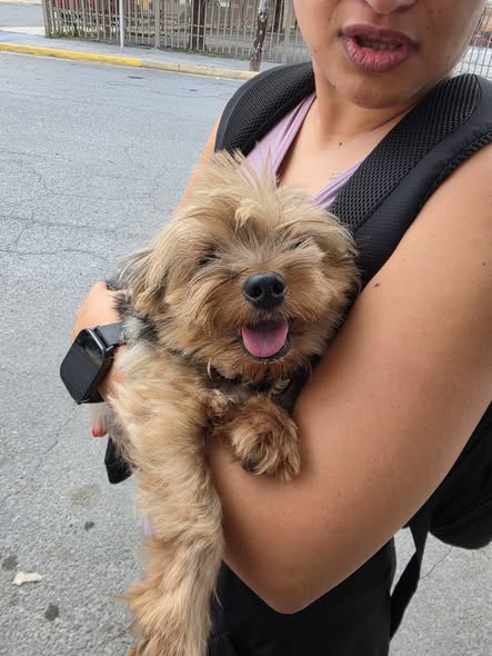Dog sighting photo