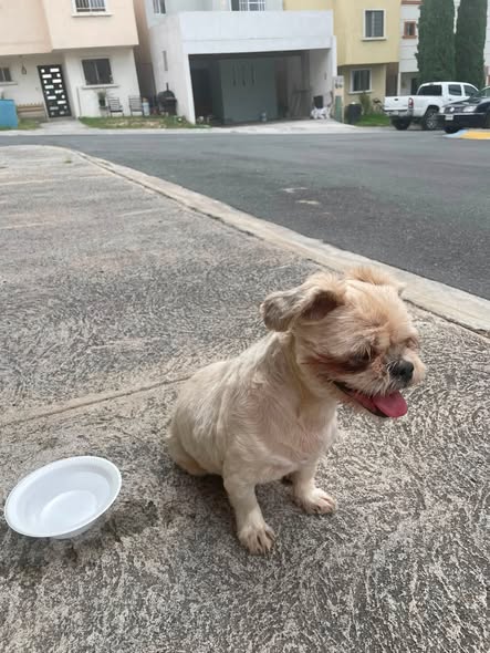 Foto del avistamiento de perro