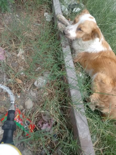 Foto del avistamiento de perro