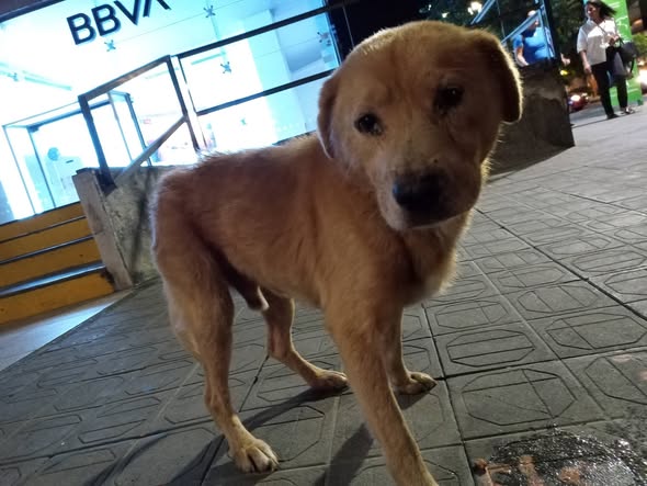 Dog sighting photo