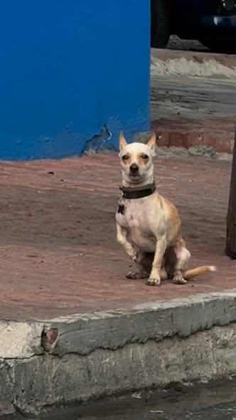 Foto del avistamiento de perro