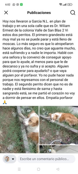 Foto del avistamiento de perro