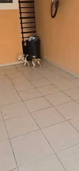 Foto del avistamiento de perro