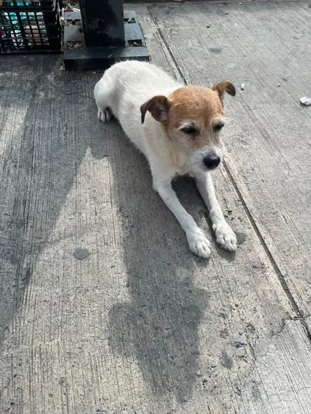 Foto del avistamiento de perro