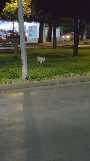 Foto del avistamiento de perro