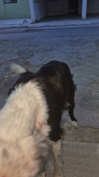 Dog sighting photo