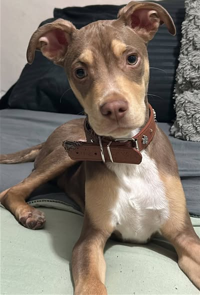 Foto del avistamiento de perro