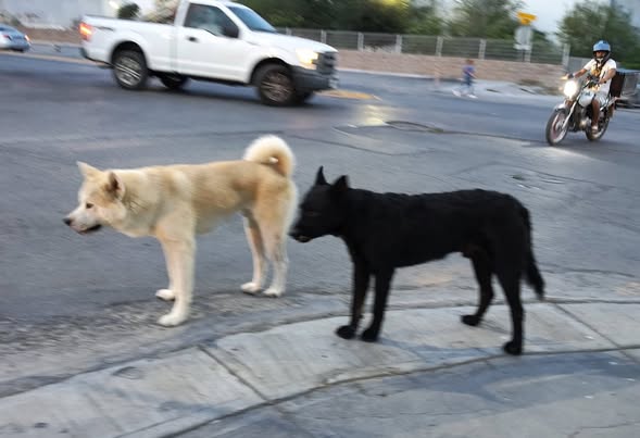 Foto del avistamiento de perro