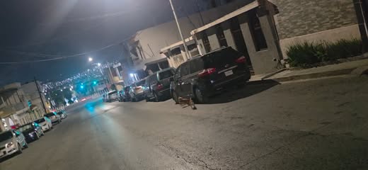 Dog sighting photo