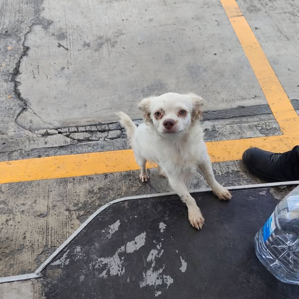 Foto del avistamiento de perro