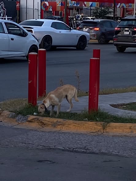 Foto del avistamiento de perro