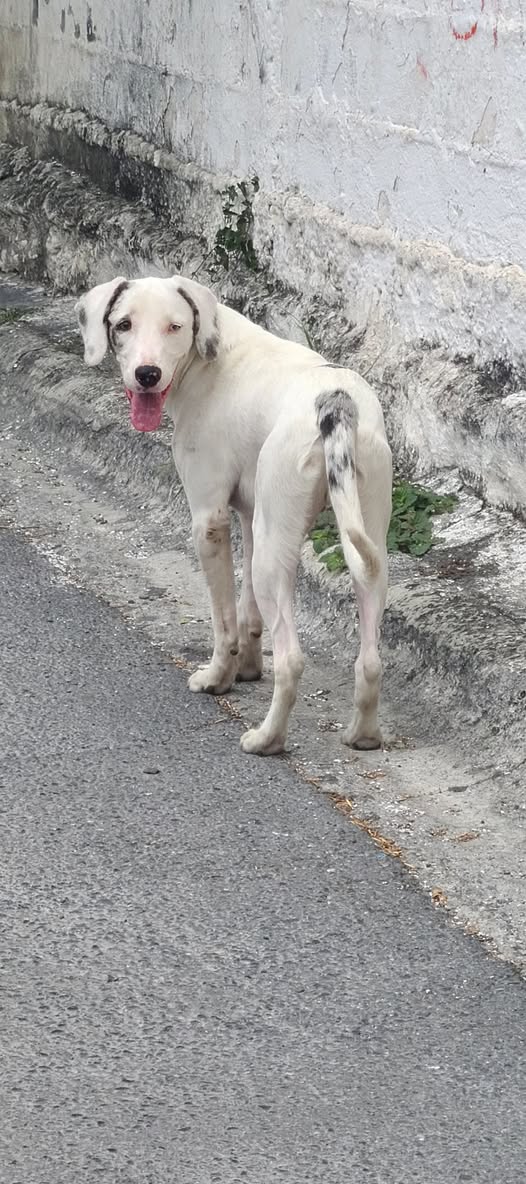 Dog sighting photo