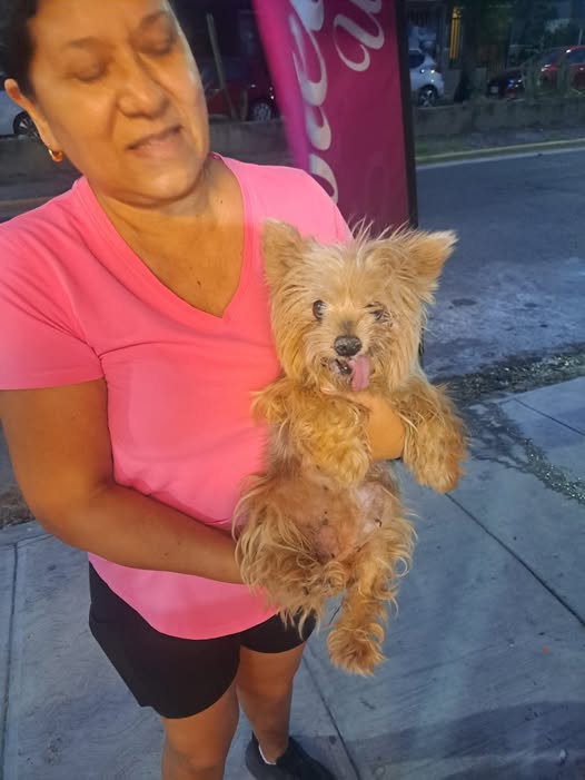Foto del avistamiento de perro