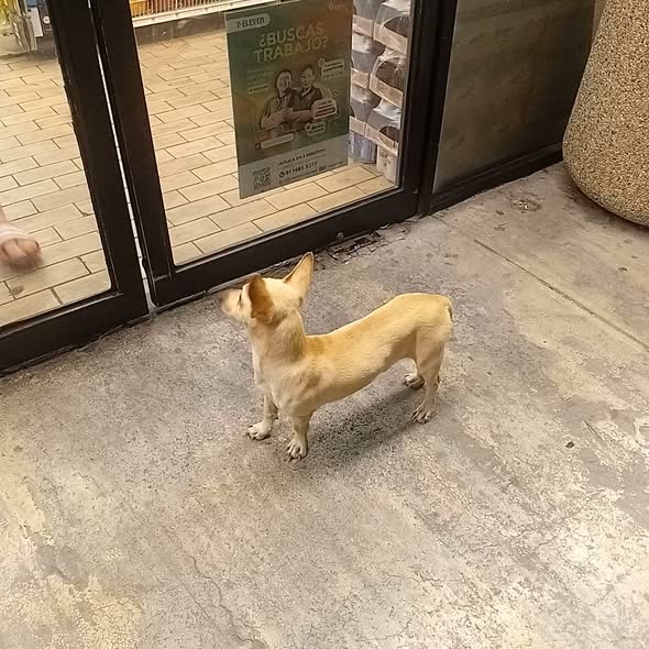 Foto del avistamiento de perro
