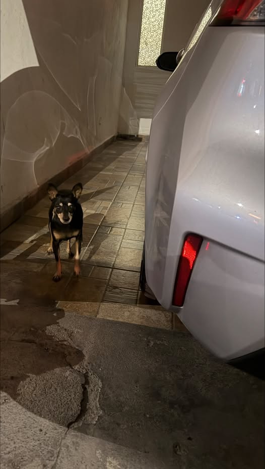 Foto del avistamiento de perro