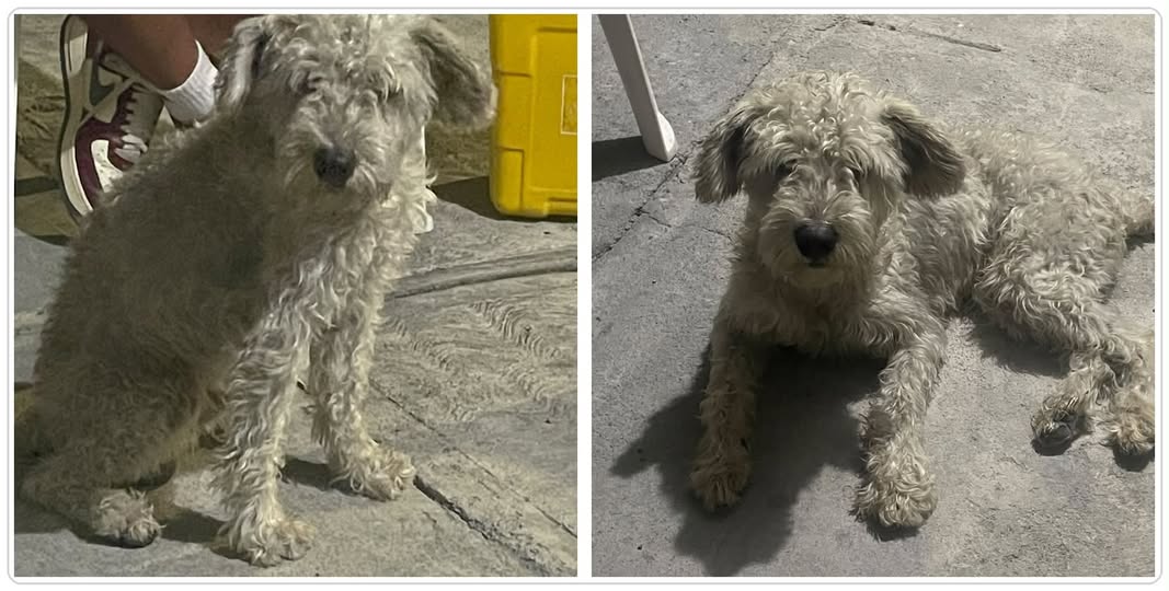 Dog sighting photo
