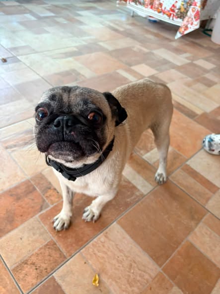 Dog sighting photo